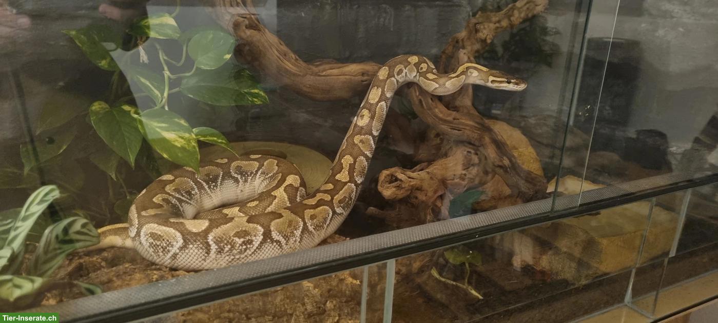Bild 3: 2 Königspythons mit Herkunftsnachweis & ausgestattetem Terrarium