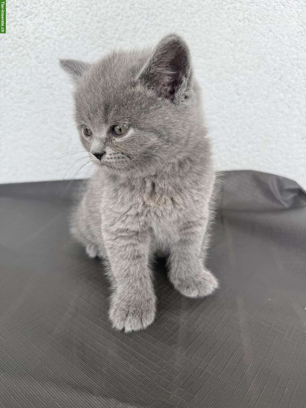 BKH Kitten, männlich und weiblich, suchen liebes Zuhause