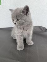BKH Kitten, männlich und weiblich, suchen liebes Zuhause