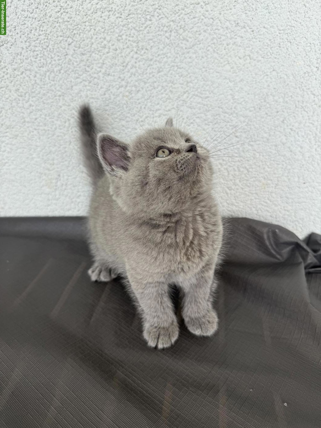 Bild 2: BKH Kitten, männlich und weiblich, suchen liebes Zuhause