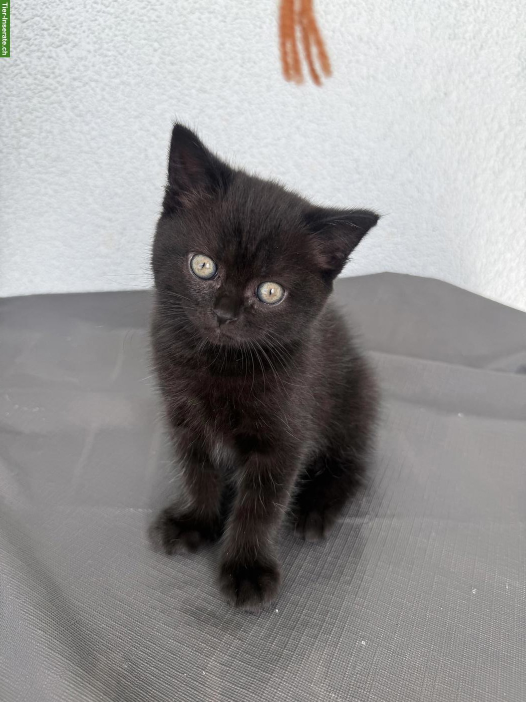 Bild 3: BKH Kitten, männlich und weiblich, suchen liebes Zuhause