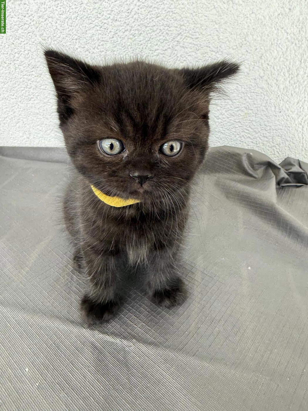 Bild 4: BKH Kitten, männlich und weiblich, suchen liebes Zuhause
