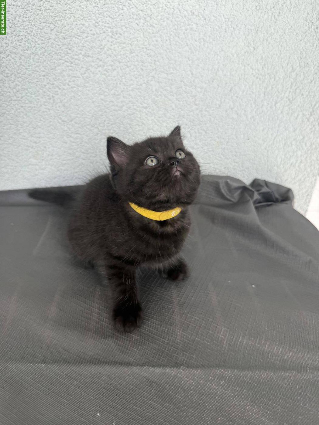 Bild 5: BKH Kitten, männlich und weiblich, suchen liebes Zuhause