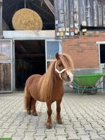Hübscher Mini-Shetty Hengst (2007)