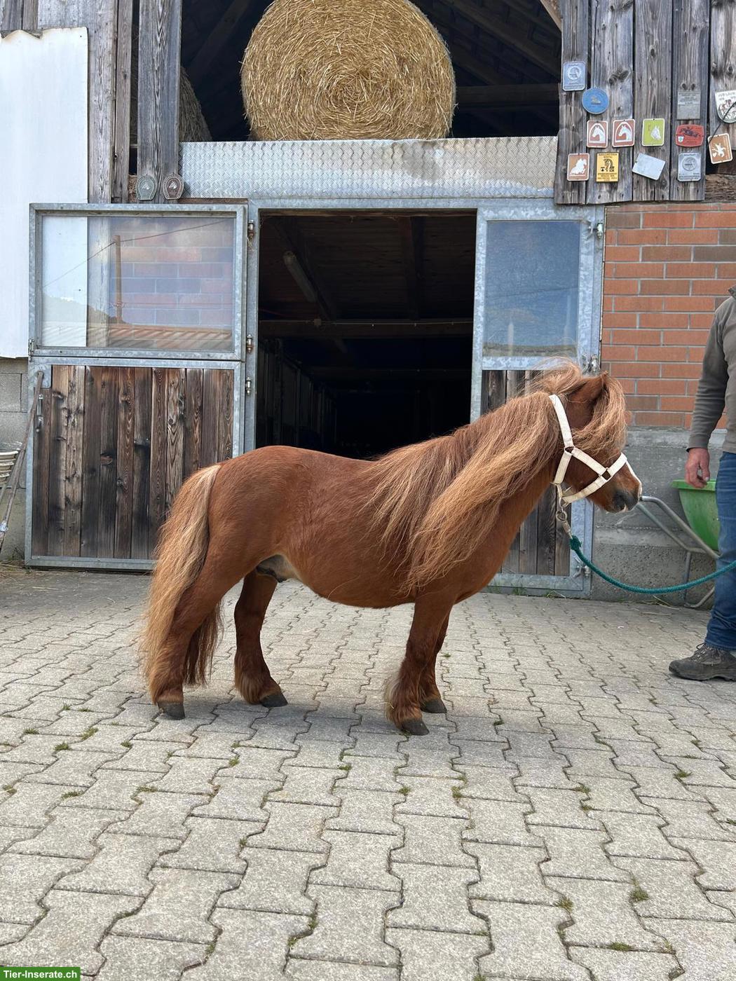 Bild 2: Hübscher Mini-Shetty Hengst (2007)