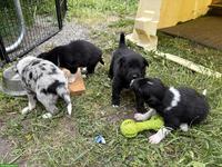 Border Collie Mix Welpen