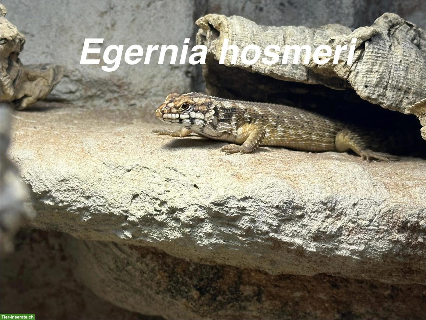 Egernia hosmeri Nachzuchten