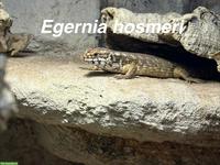 Egernia hosmeri Nachzuchten