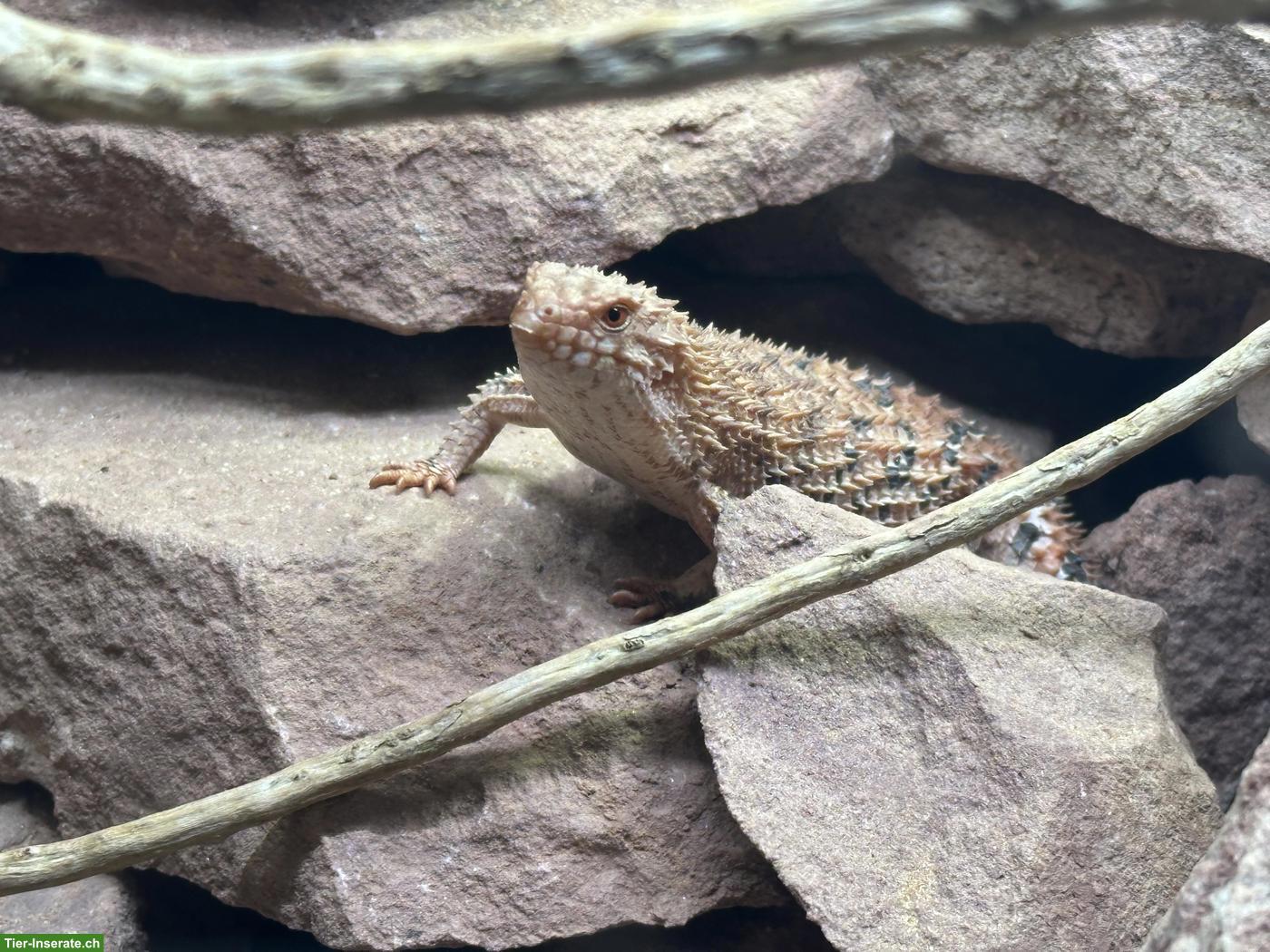 0.1 Egernia epsisolus (2024) abzugeben