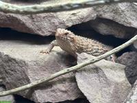 0.1 Egernia epsisolus (2024) abzugeben