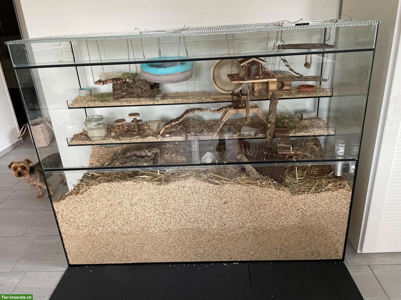 Bild 2: Grosses Nagerterrarium / Rennmauskäfig zu verkaufen