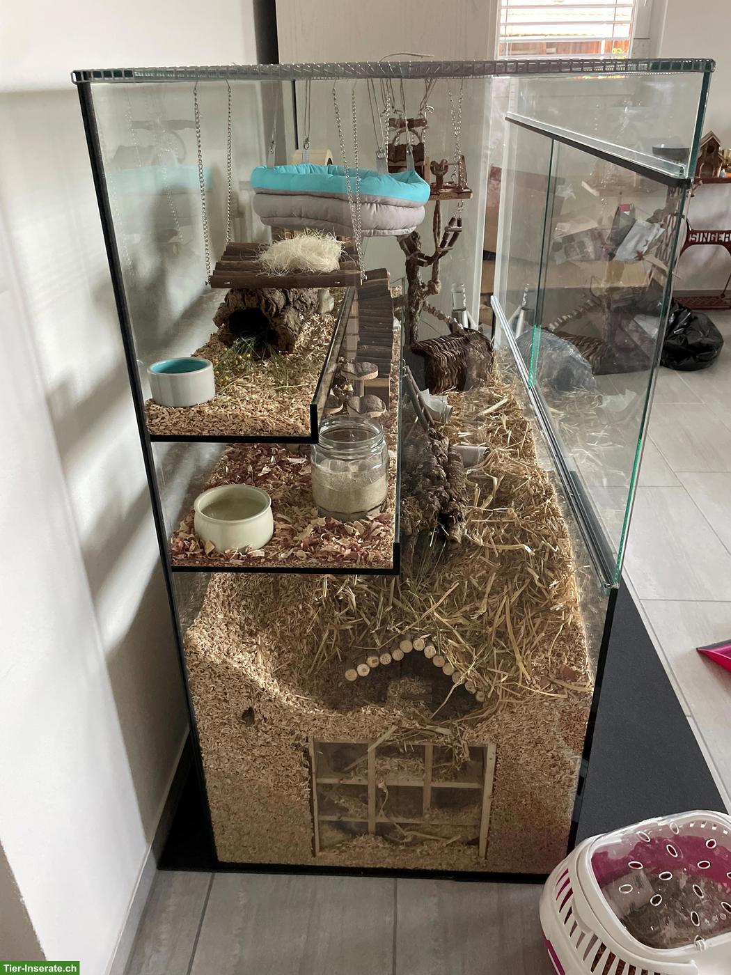 Bild 3: Grosses Nagerterrarium / Rennmauskäfig zu verkaufen