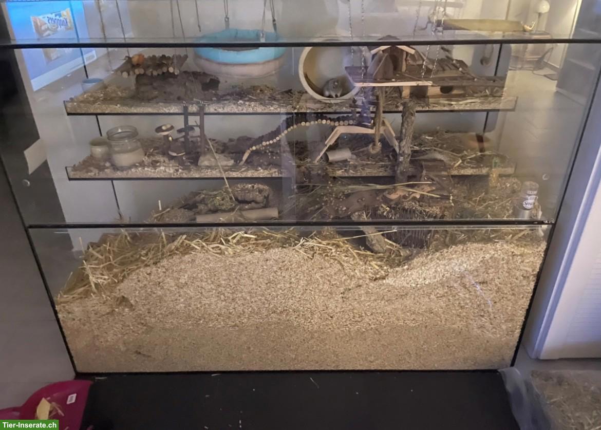 Bild 4: Grosses Nagerterrarium / Rennmauskäfig zu verkaufen