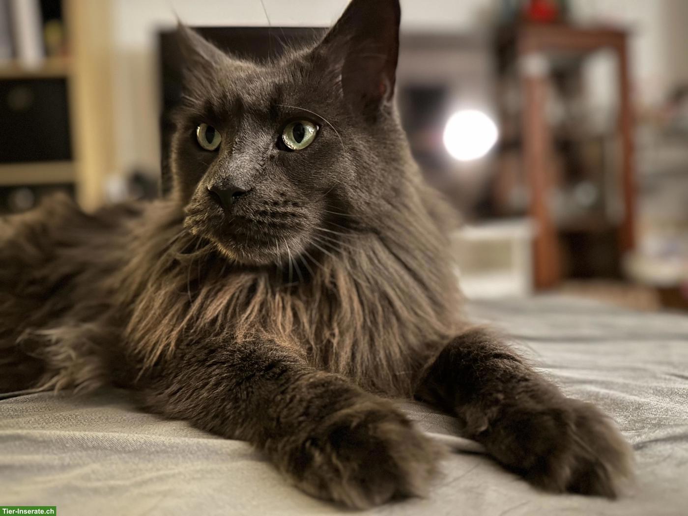 Maine Coon Katze, bald 8-jährig