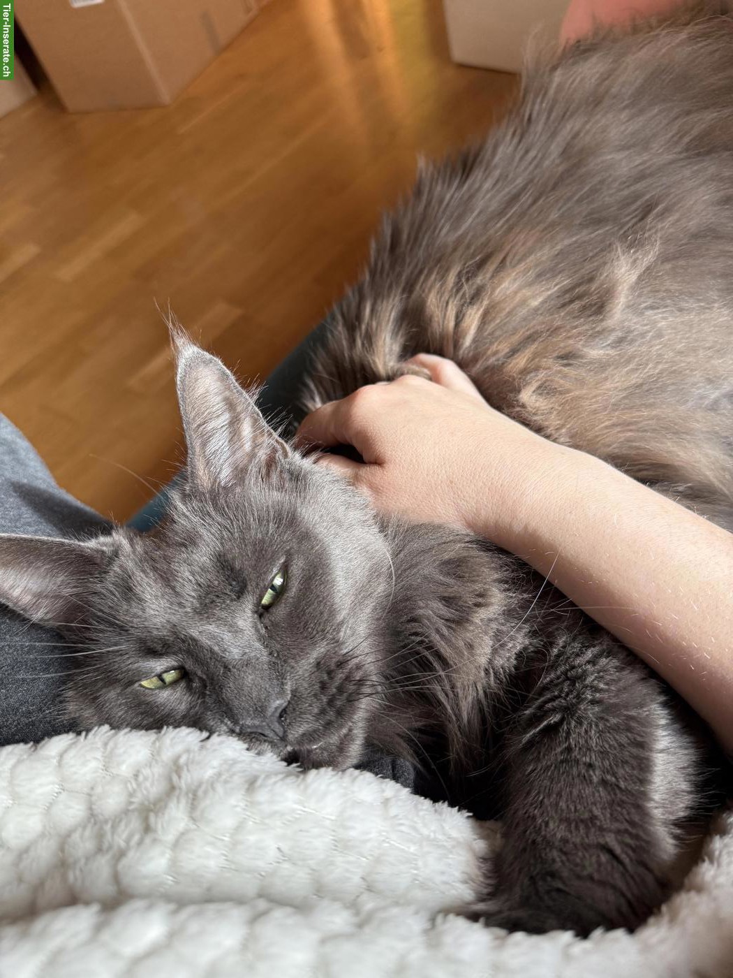 Bild 2: Maine Coon Katze, bald 8-jährig