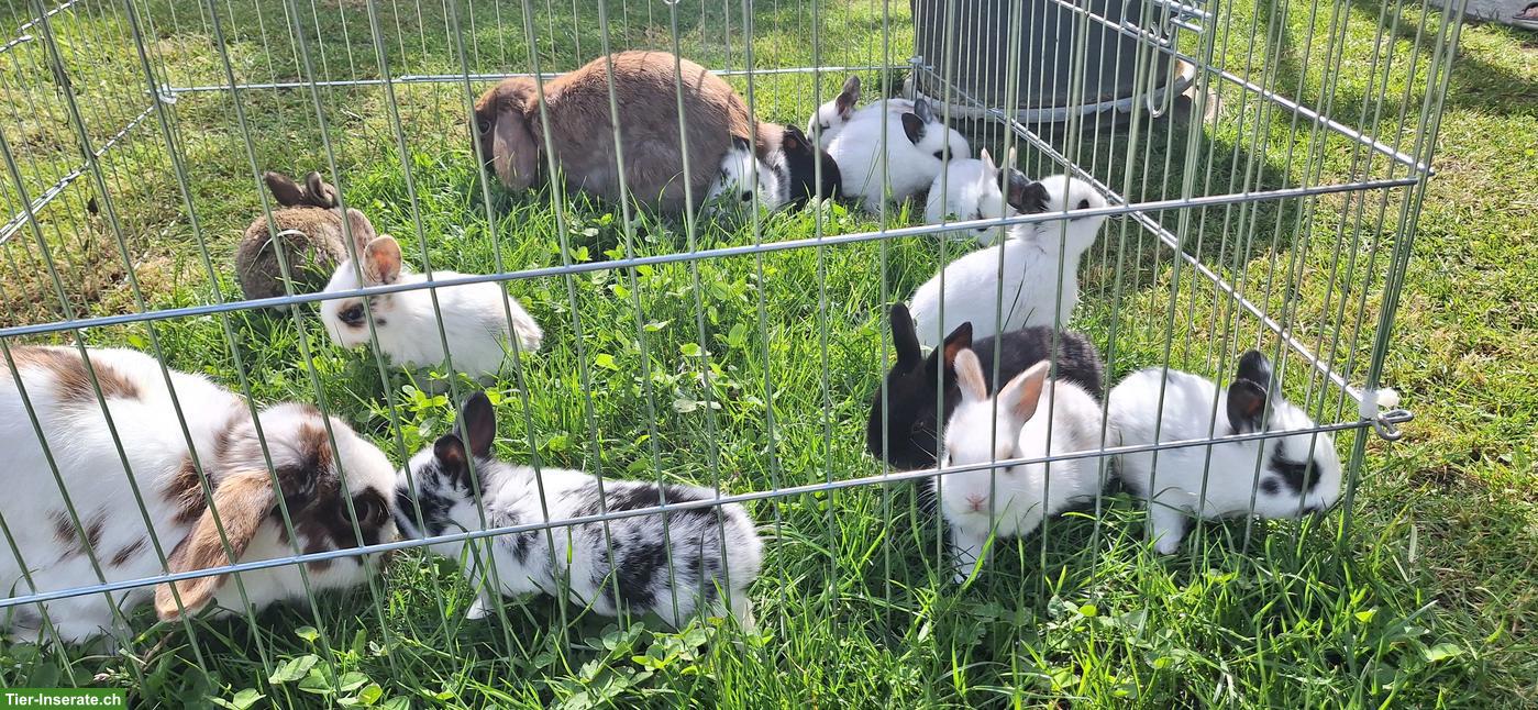 Junge Zwergwidder Kaninchen