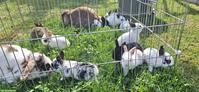 Junge Zwergwidder Kaninchen