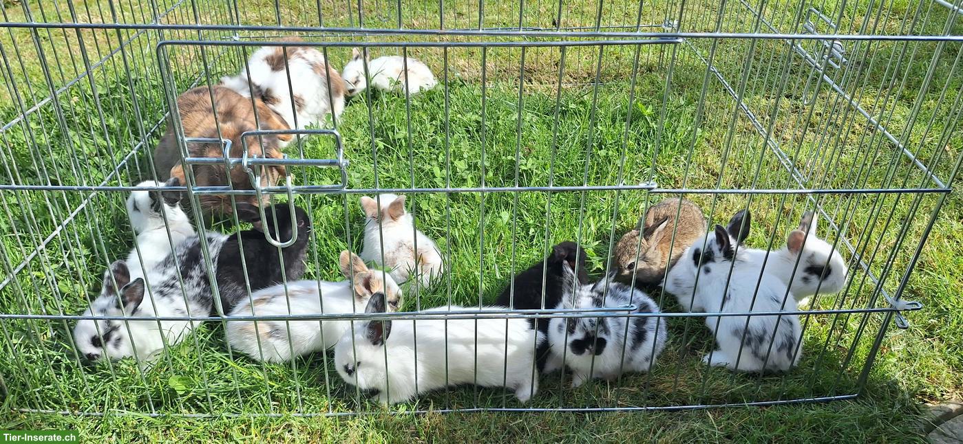 Bild 2: Junge Zwergwidder Kaninchen