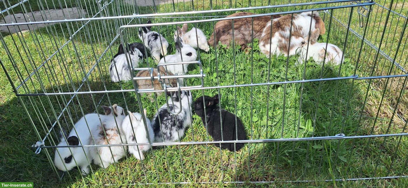 Bild 3: Junge Zwergwidder Kaninchen