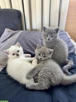 3 reinrassige BKH Kitten