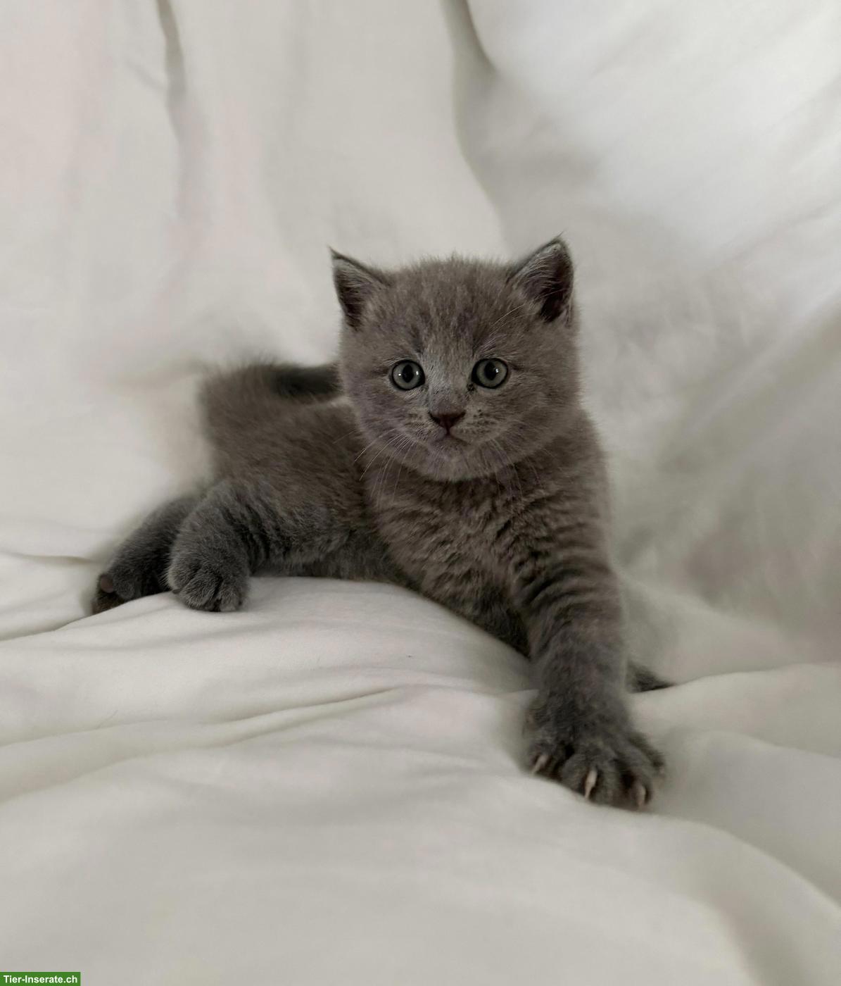 Bild 3: 3 reinrassige BKH Kitten