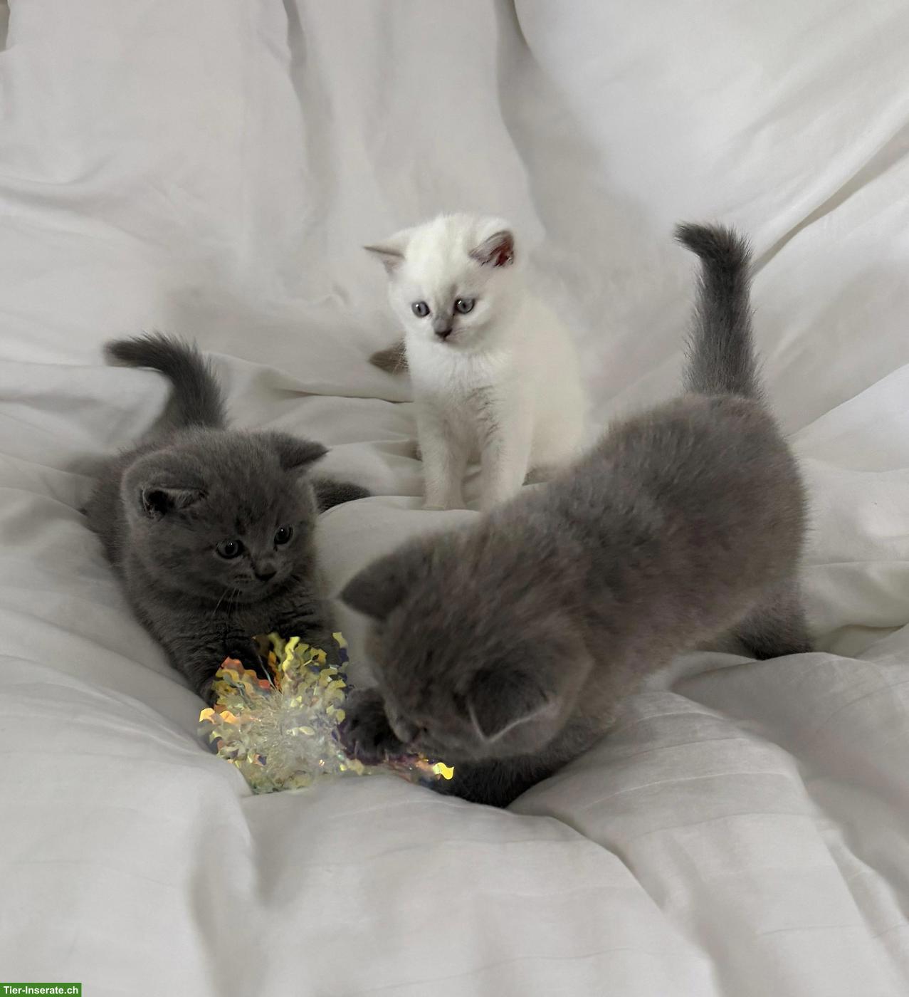 Bild 4: 3 reinrassige BKH Kitten