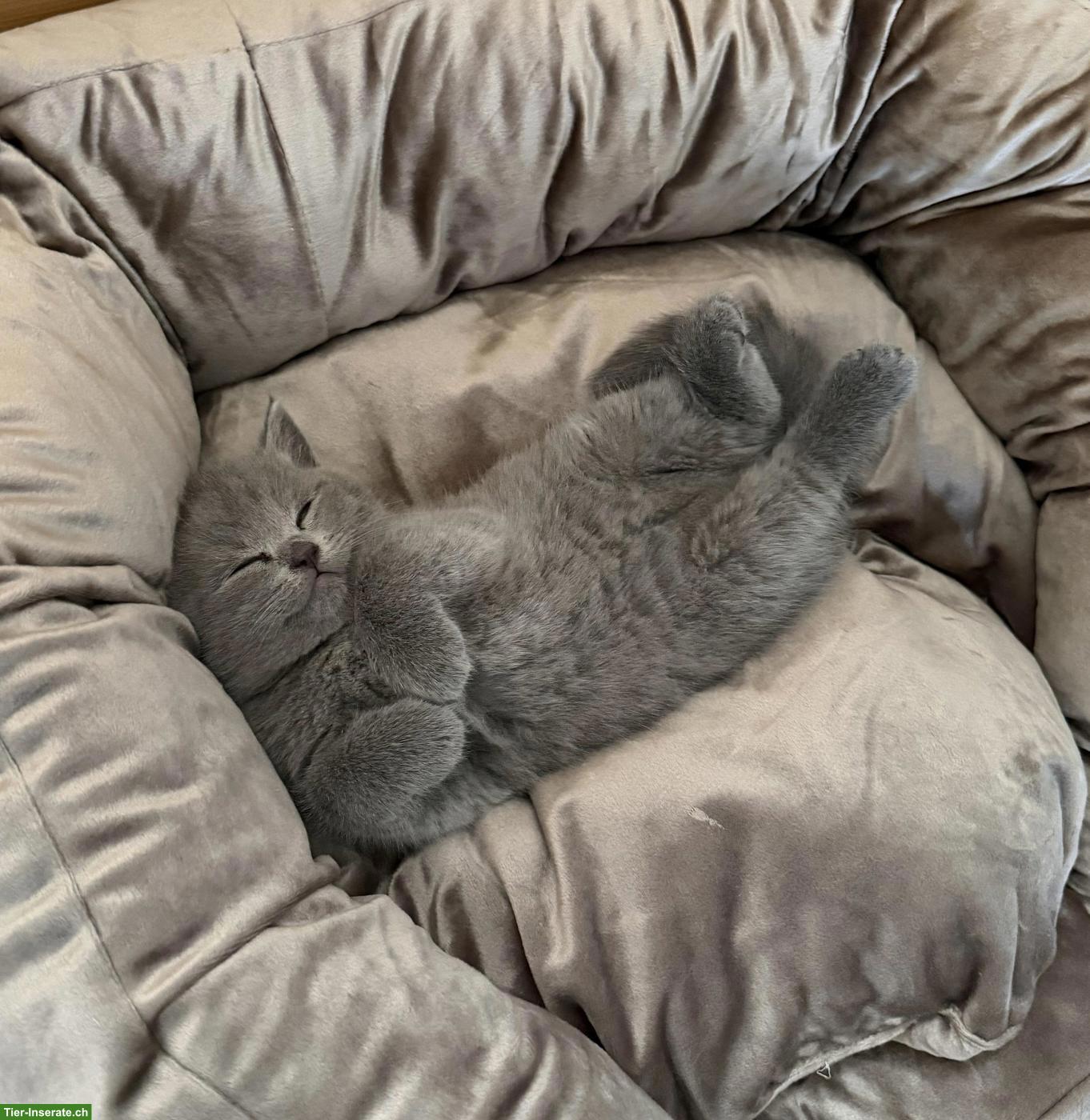 Bild 5: 3 reinrassige BKH Kitten