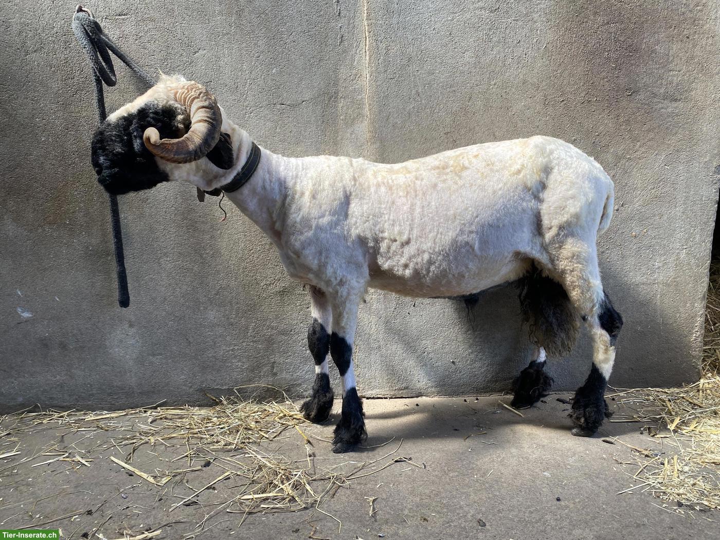 Walliser Schwarznasenschaf Bock, 2-jährig