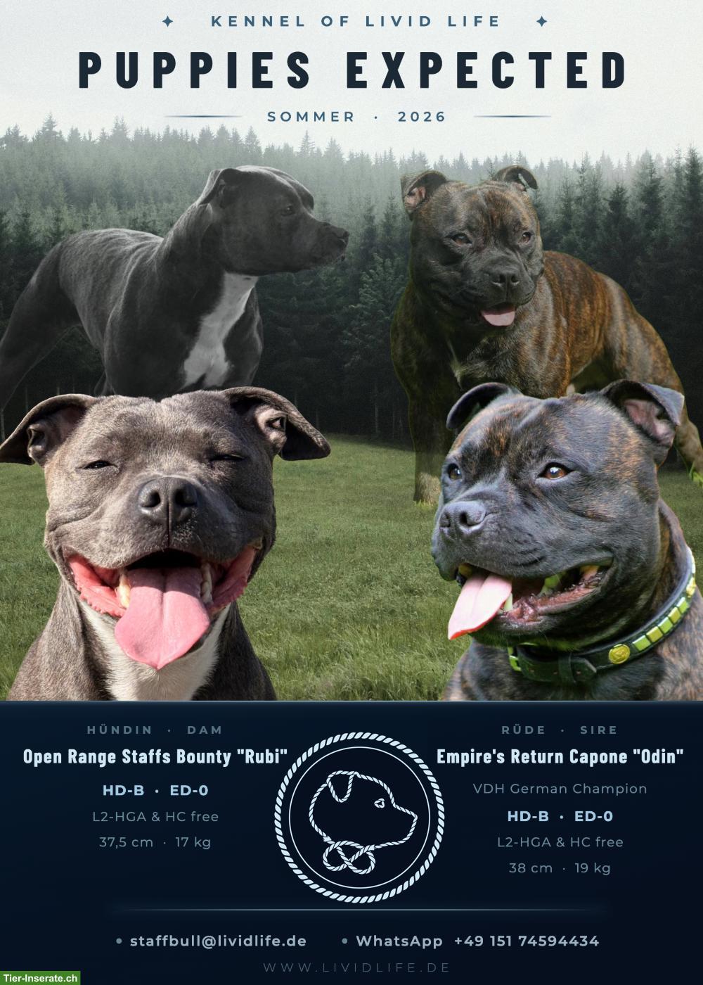 Staffordshire Bullterrier Welpen | Wurfankündigung