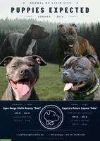 Staffordshire Bullterrier Welpen | Wurfankündigung