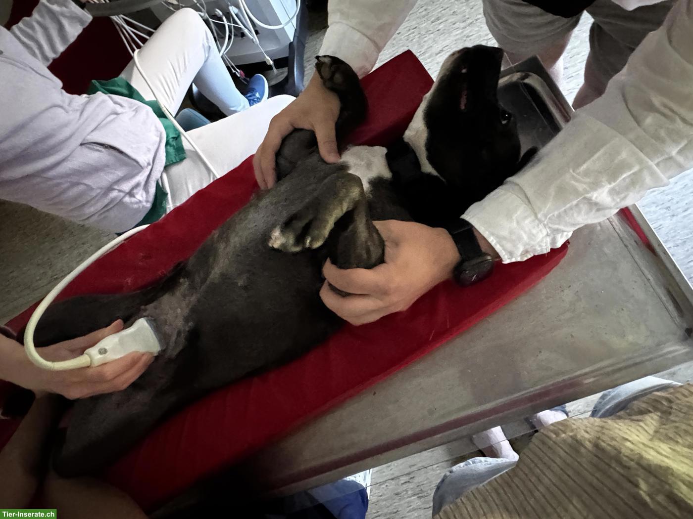 Bild 3: Staffordshire Bullterrier Welpen | Wurfankündigung