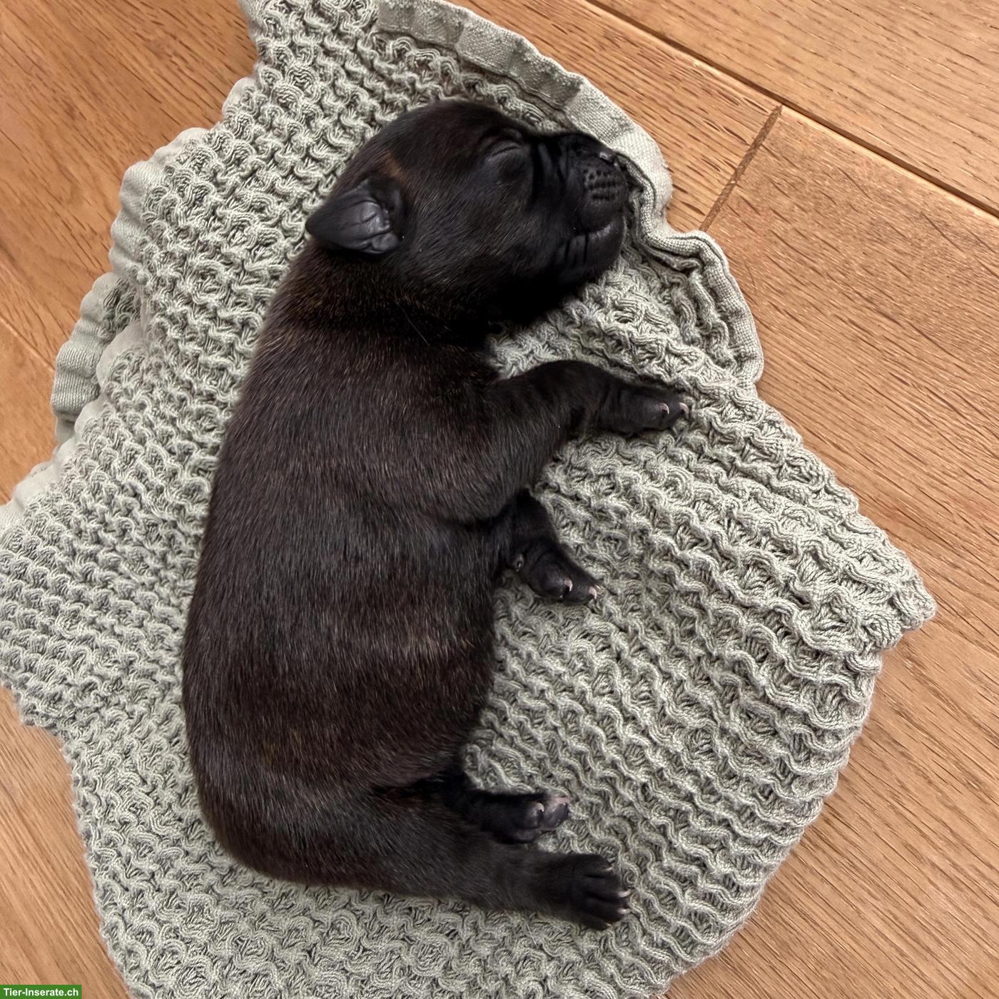 Bild 4: Staffordshire Bullterrier Welpen | Wurfankündigung