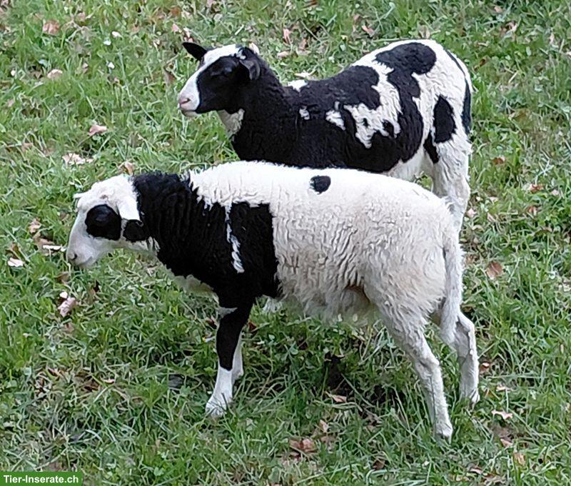 Weidlämmer von Milchschaf