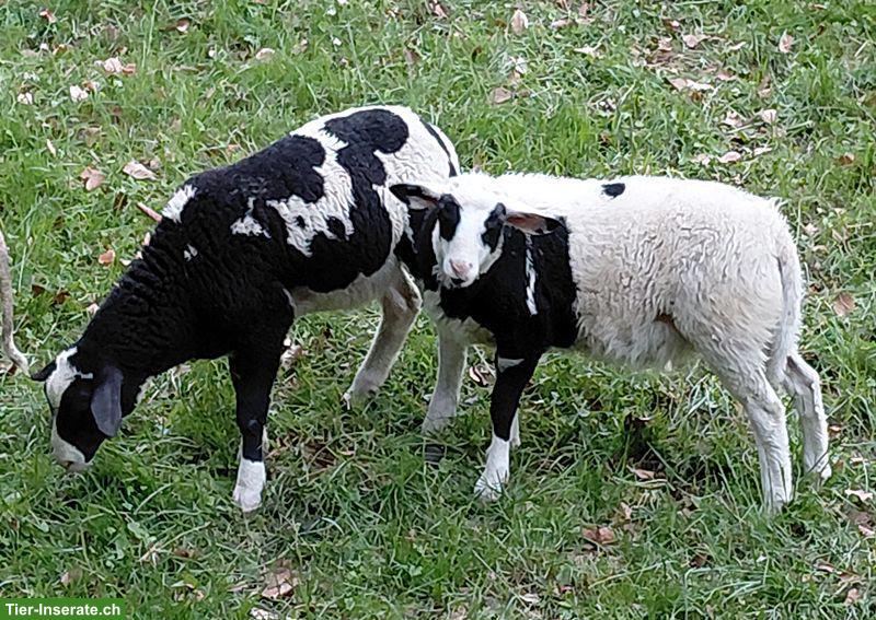 Bild 2: Weidlämmer von Milchschaf