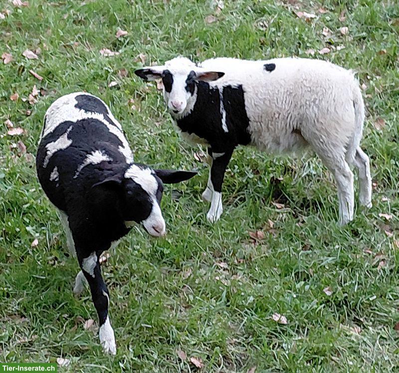 Bild 3: Weidlämmer von Milchschaf