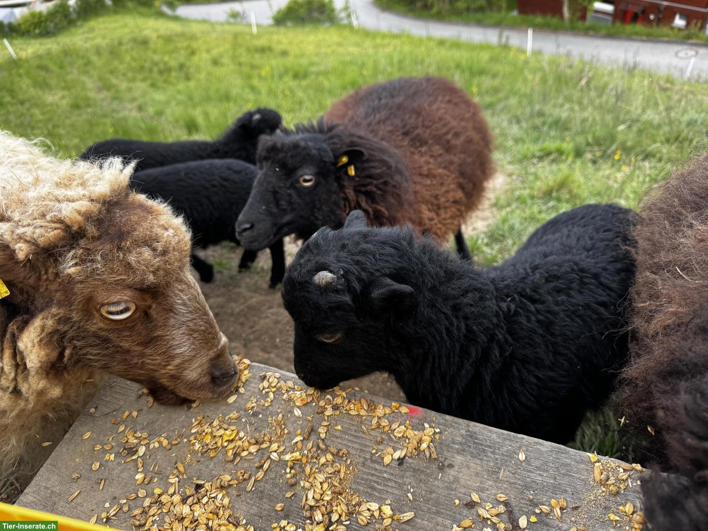 Reinrassiges Ouessant Schaf mit Bocklamm