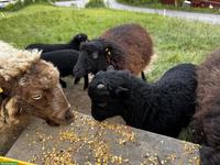 Reinrassiges Ouessant Schaf mit Bocklamm