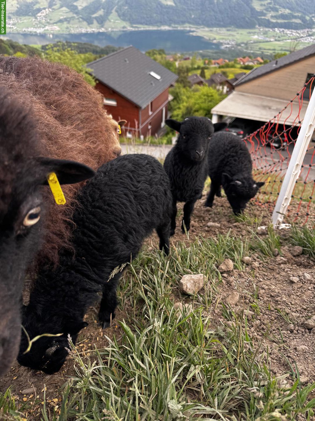 Bild 3: Reinrassiges Ouessant Schaf mit Bocklamm