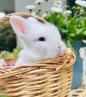 Süsse Löwenkopf Zwergkaninchen suchen neues Zuhause