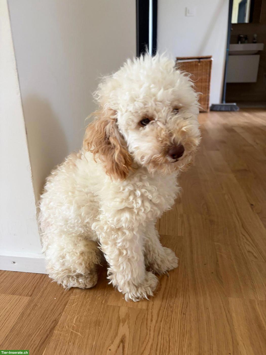 Toypudel / Caniche Toy zu verkaufen 🐶