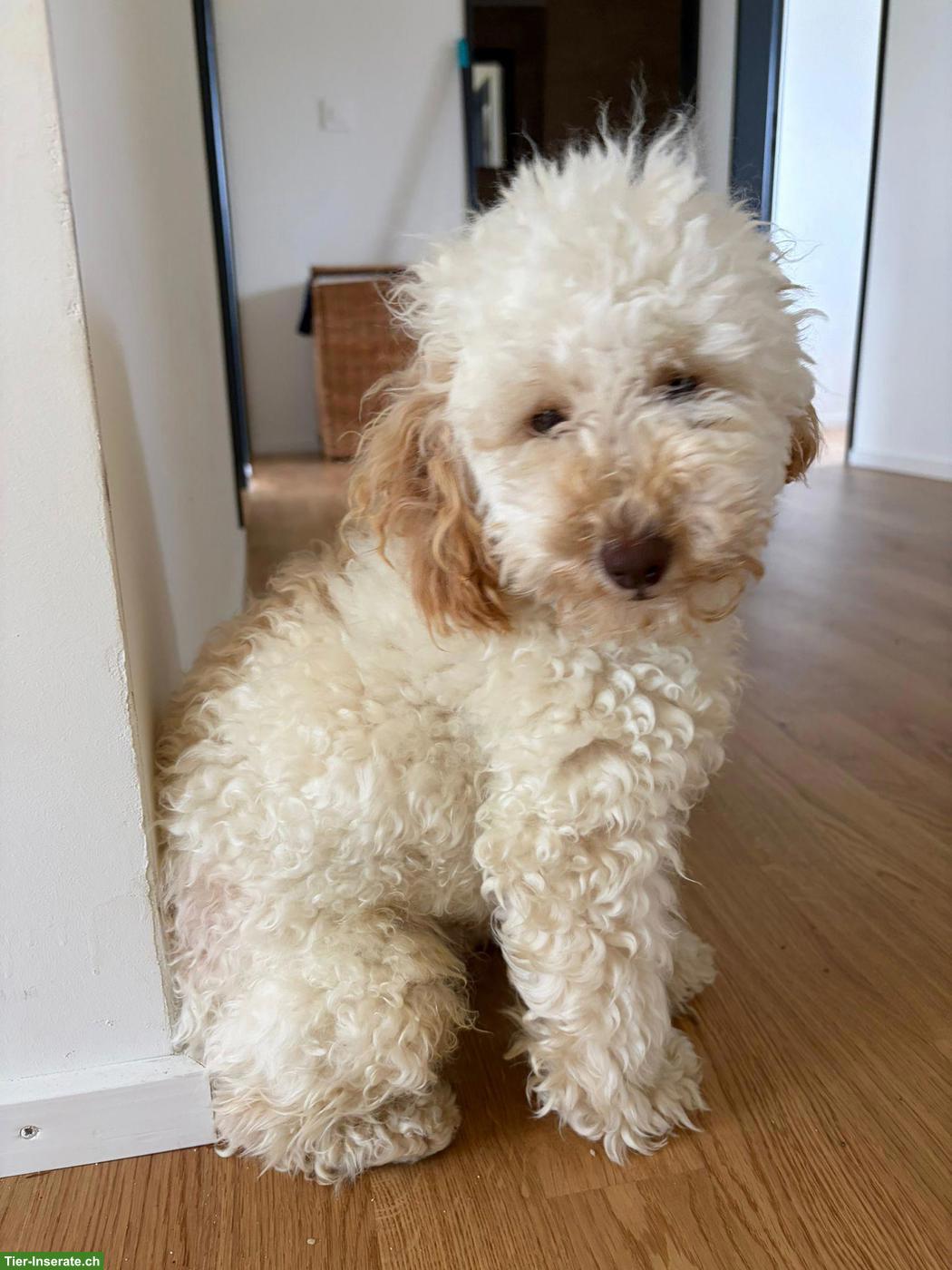 Bild 2: Toypudel / Caniche Toy zu verkaufen 🐶