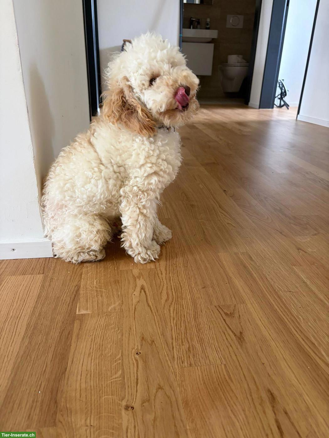 Bild 3: Toypudel / Caniche Toy zu verkaufen 🐶