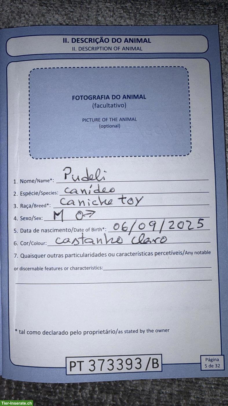 Bild 7: Toypudel / Caniche Toy zu verkaufen 🐶