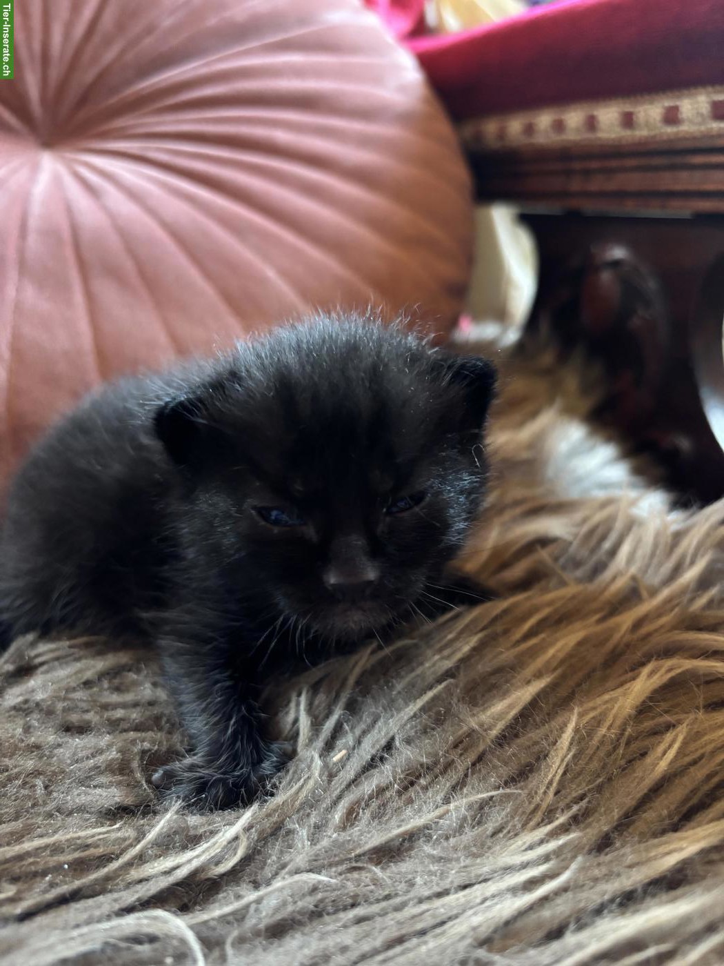 Kitten sucht "King Bobby" sucht neues Zuhause