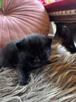Kitten sucht "King Bobby" sucht neues Zuhause