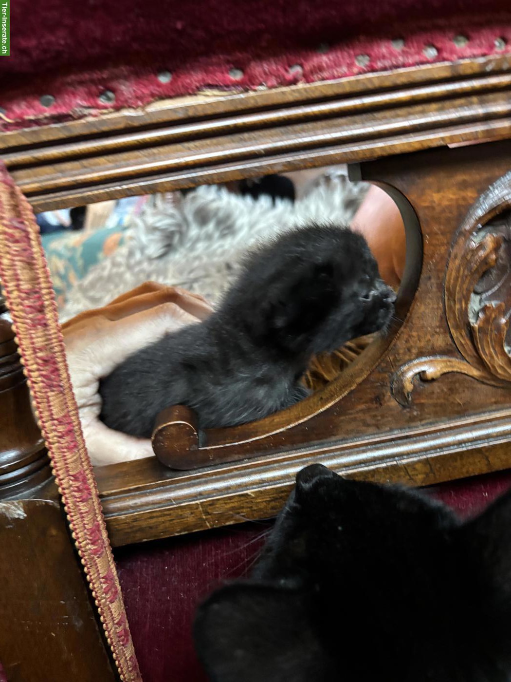 Bild 2: Kitten sucht "King Bobby" sucht neues Zuhause