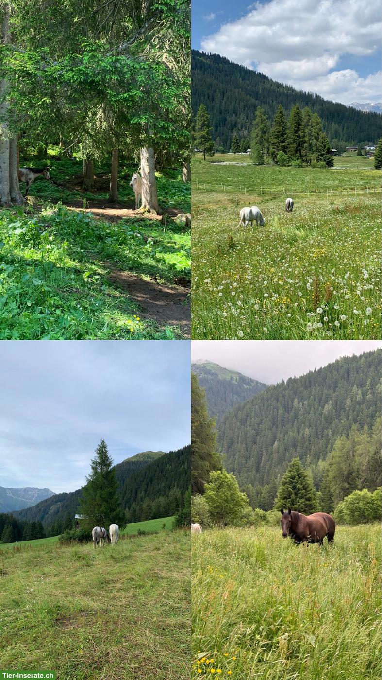 Offenstall Davos Laret für Pferde, Ponys und Esel