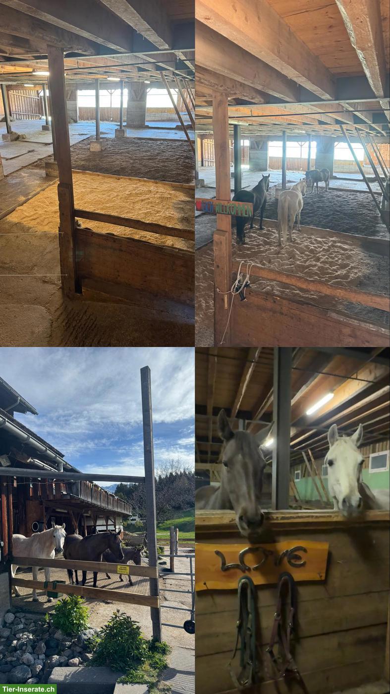 Bild 2: Offenstall Davos Laret für Pferde, Ponys und Esel