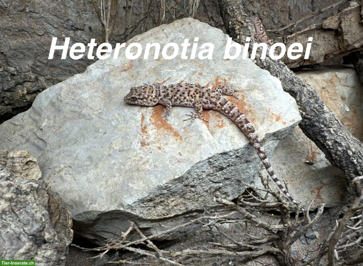 Heteronotia binoei abzugeben
