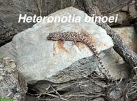 Heteronotia binoei abzugeben